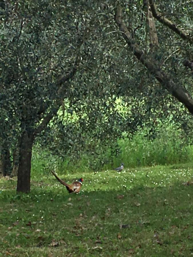 Podere Abbazia B&B Sinalunga Eksteriør bilde